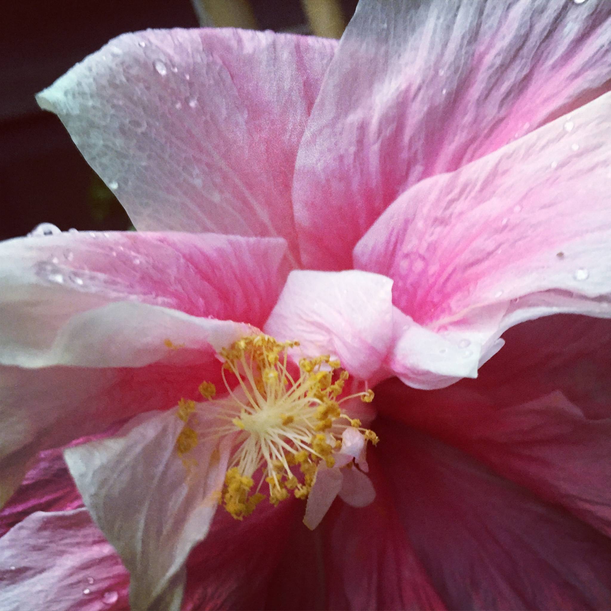 Rain Drenched Hibiscus