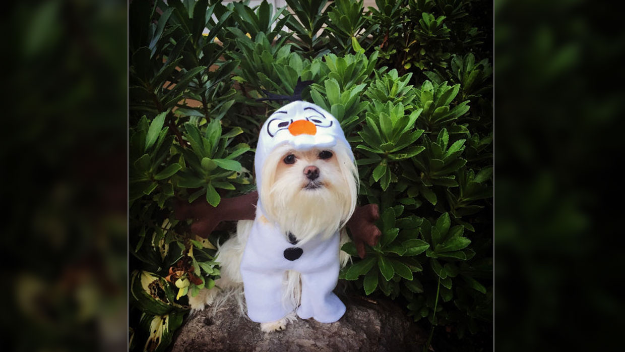 Olaf Pet Halloween Costume