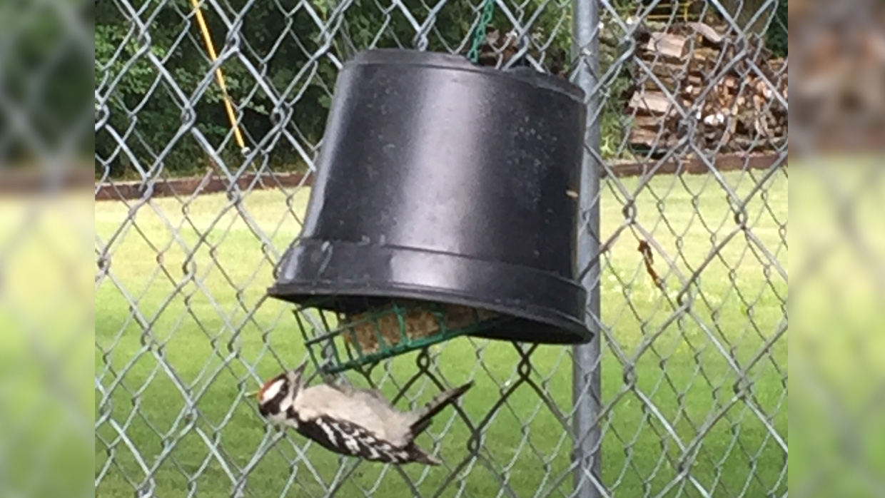 Keep House Sparrows Off Suet Feeders